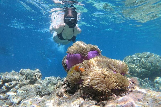 Snorkel in the second largest reef in the world Colorful tour in Puerto Morelos - Snorkeling gear, reef rules, and the photo situation