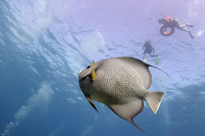 Snorkel Tour at Musa and Manchones Reef - Manchones Reef: Why the snorkeling feels easy and rewarding