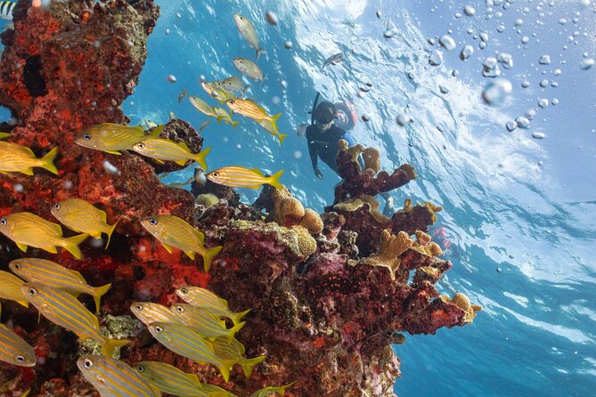 Snorkel Tour at Musa and Manchones Reef - The schedule at 1:30 pm: Expect a long lead-in, not just water time