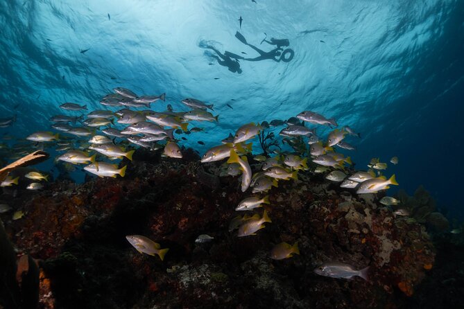 Snorkel Tour at Musa and Manchones Reef - On the boat with Jose and crew: Small-group energy and safety focus