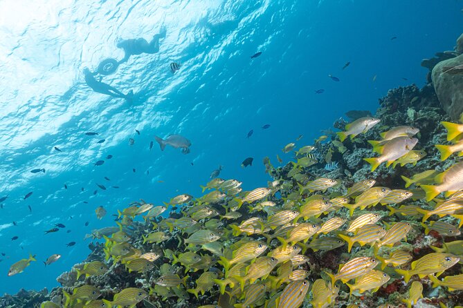 Snorkel Tour at Musa and Manchones Reef - Musa Underwater Museum: Statues that give your eyes something to do