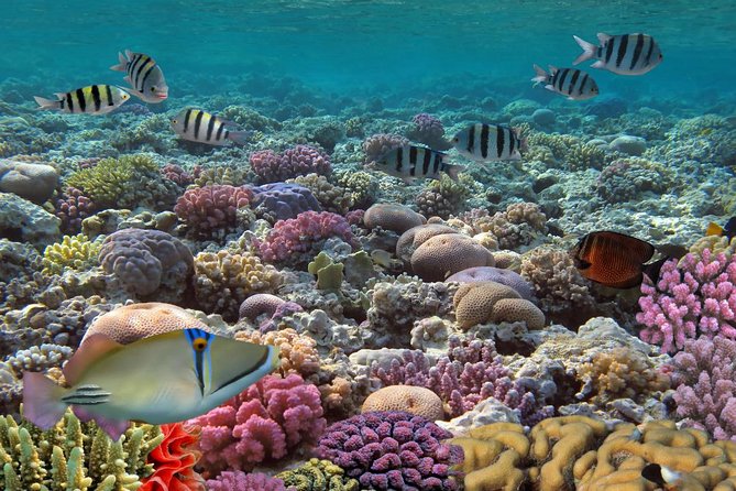 Snorkeling Adventure at Isla Mujeres Includes Lunch and Open Bar - Price and logistics: the real value of $55 plus the $20 dock fee