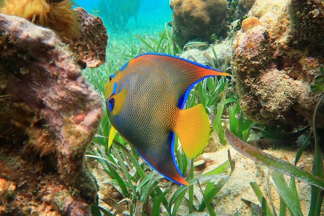 Snorkeling adventure at Puerto Morelos Reef National Park - Key highlights worth planning for