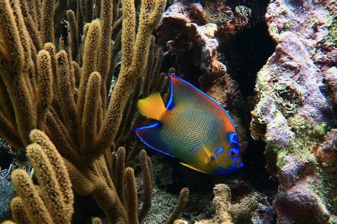 Snorkeling adventure at Puerto Morelos Reef National Park - Guides you might get, and why their role matters