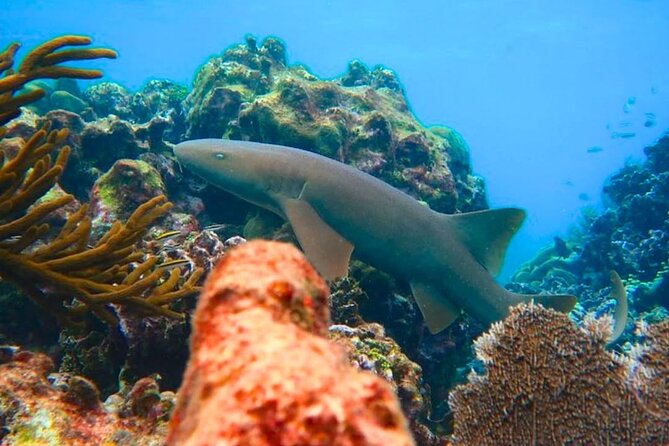 Snorkeling adventure at Puerto Morelos Reef National Park - Safety and comfort: what’s included, and what you should watch