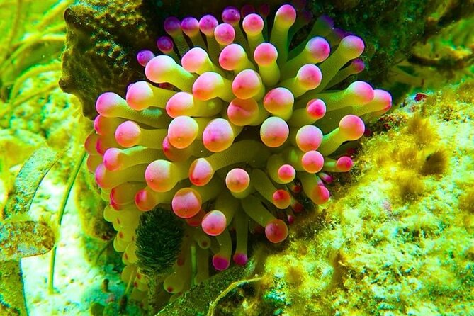 Snorkeling adventure at Puerto Morelos Reef National Park - Price and the dock tax, a no-surprises breakdown