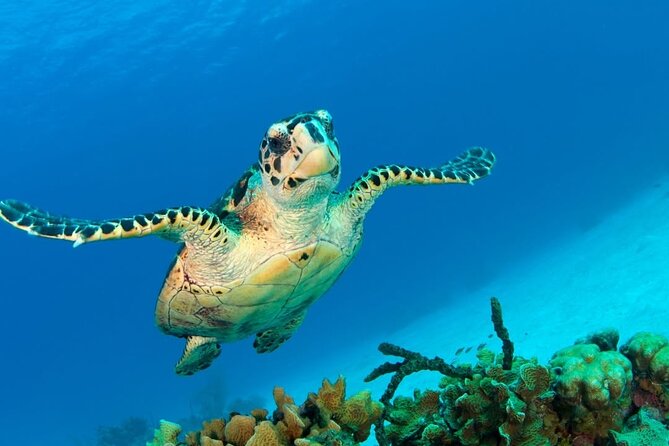 Snorkeling adventure at Puerto Morelos Reef National Park - Getting to the meeting point in Puerto Morelos without stress