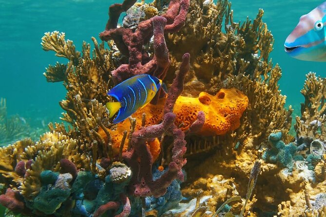 Snorkeling adventure at Puerto Morelos Reef National Park - What to expect from the reef stops, gear handling, and group size