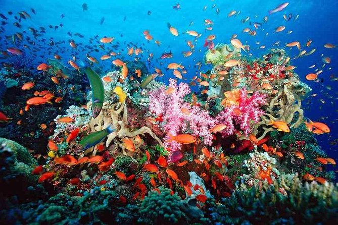 Snorkeling Adventure in Puerto Morelos Includes snack, Water and Round Trip. - Key highlights worth your attention