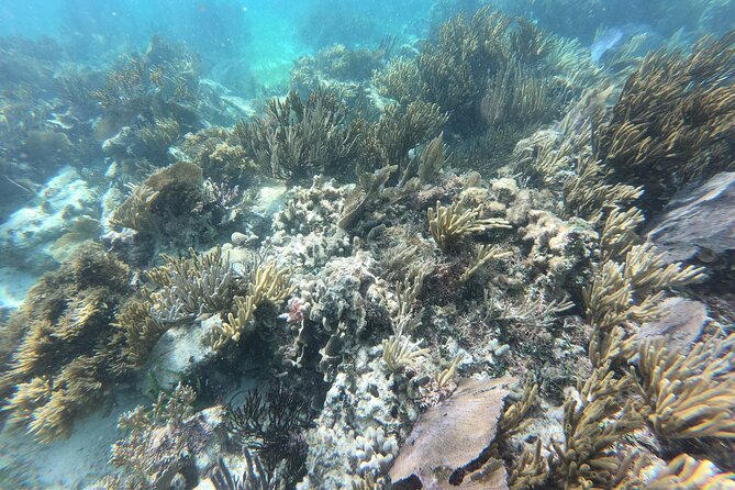 Snorkeling Adventure in Puerto Morelos Includes snack, Water and Round Trip. - Tequila tasting plus Mayan themed history: fun learning, some structure