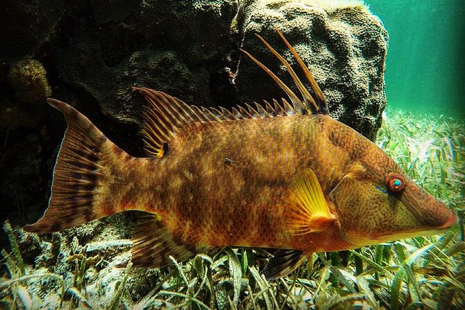 Snorkeling Guided Activity in Puerto Morelos Mexico - Key Points I Think Matter Most