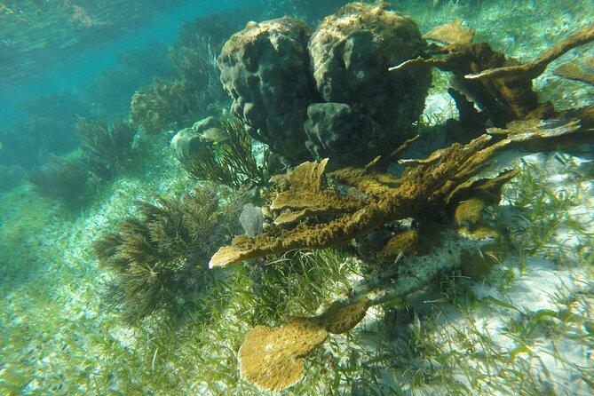 Snorkeling Guided Activity in Puerto Morelos Mexico - Marine Life Highlights You Can Plan Around