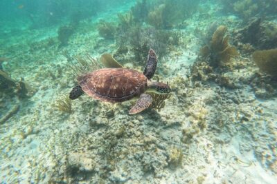 Snorkeling Guided Activity in Puerto Morelos Mexico