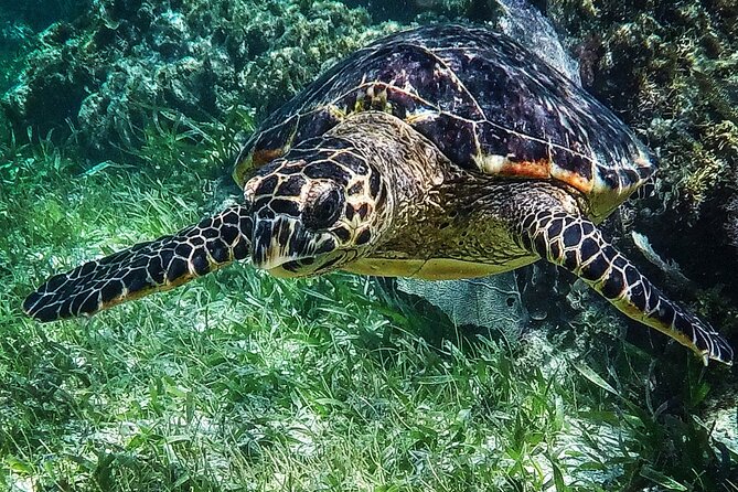 Snorkeling Guided Activity in Puerto Morelos Mexico - Sunscreen Is Prohibited, So Pack Sun-Smart Clothing Instead