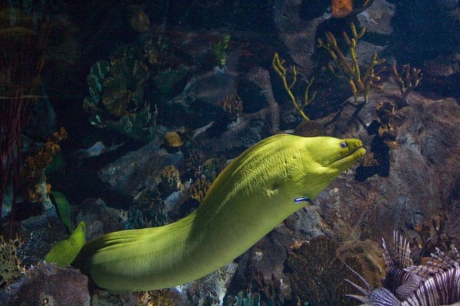 Snorkeling in Puerto Morelos - Key things you should know before you book