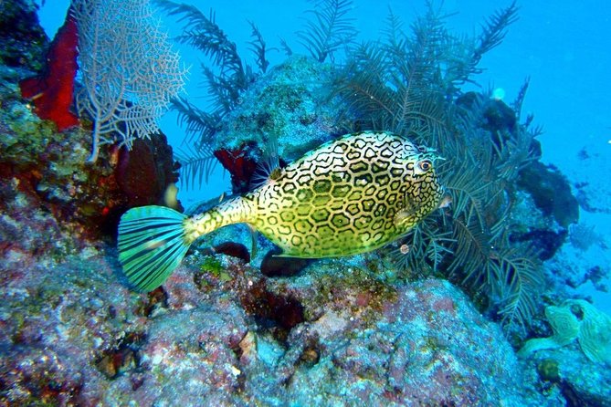 Snorkeling in Puerto Morelos - Why Puerto Morelos Biosphere snorkeling feels different from Cancun