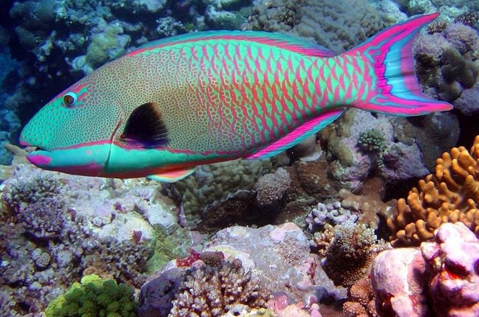 Snorkeling in Puerto Morelos - Two snorkeling sessions, 45 minutes each, and how to use your time