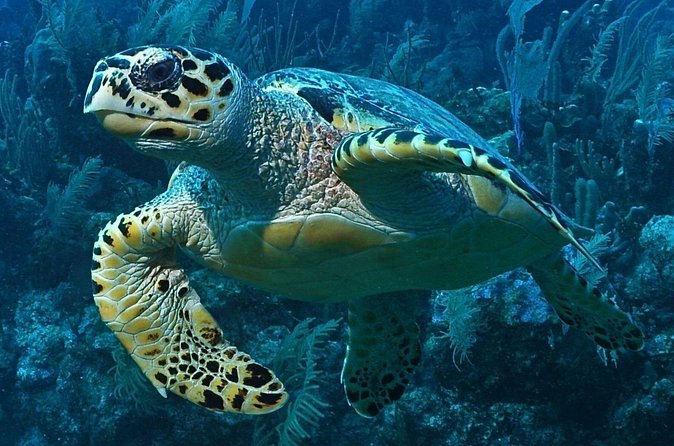 Snorkeling in Puerto Morelos - Guides like Alejandro, Mario, and Bacon: why small-group attention matters
