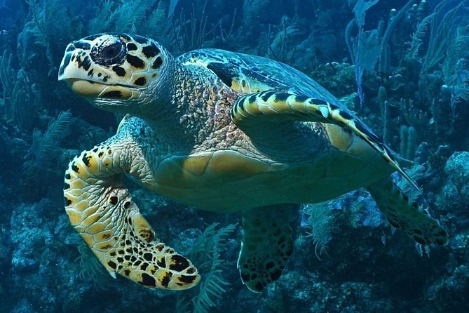 Snorkeling in Puerto Morelos - Stop 1 at Mesoamerican Reef, part of the Belize Barrier Reef