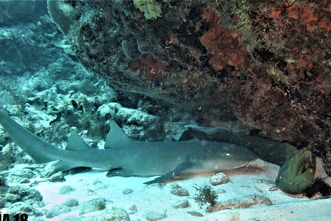 SPECIAL!! 2 Tank Wreck & Drift Reef dives - Key Points to Know Before You Go