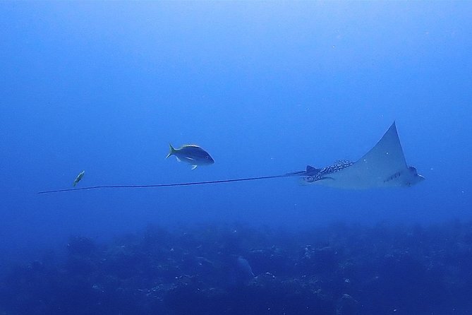 SPECIAL!! 2 Tank Wreck & Drift Reef dives - Two Tanks in One Day, and Why It Feels Efficient