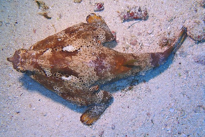 SPECIAL!! 2 Tank Wreck & Drift Reef dives - The Other Wreck Option: C58 USS Harlequin, ARM General Pedro María Anaya