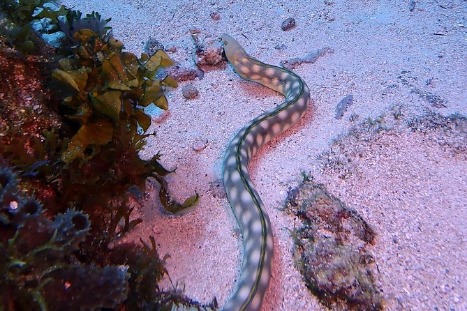SPECIAL!! 2 Tank Wreck & Drift Reef dives - Drift Reef Tank: Letting the Reef Do the Work