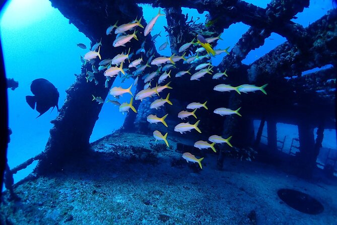 SPECIAL!! 2 Tank Wreck & Drift Reef dives - Eagles, Seasonality, and How to Read the Sightings Info