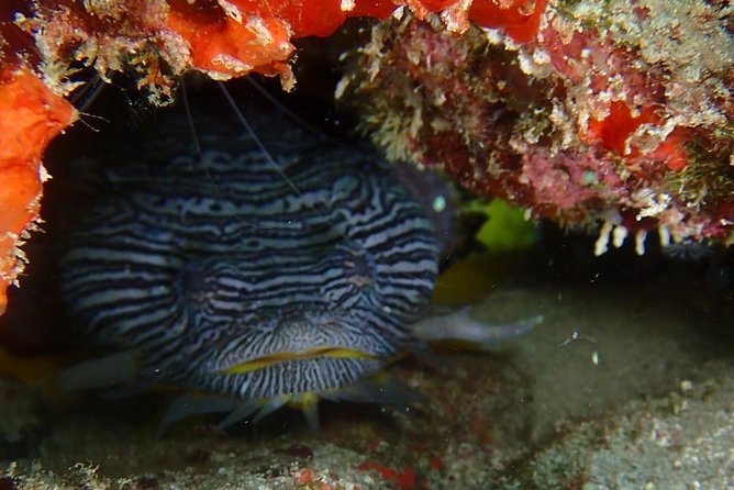 SPECIAL!! 2 Tank Wreck & Drift Reef dives - Price and Value: What $125 Really Covers