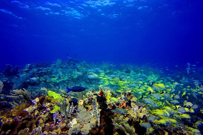 SPECIAL! Snorkel at MUSA - The Underwater Museum Reservation - 6 key things you should know before booking this MUSA snorkel