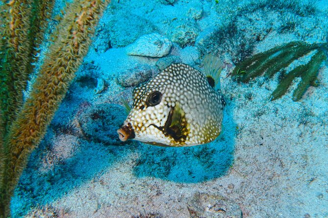 SPECIAL! Snorkel at MUSA - The Underwater Museum Reservation - Snorkeling MUSA and Manchones Reef, without a long day