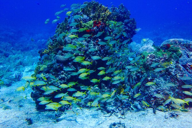 SPECIAL! Snorkel at MUSA - The Underwater Museum Reservation - MUSA underwater museum: what to look for and how long it lasts