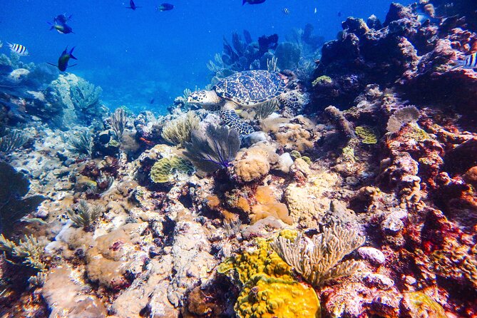 SPECIAL! Snorkel at MUSA - The Underwater Museum Reservation - Manchones Reef: the natural coral side of the trip