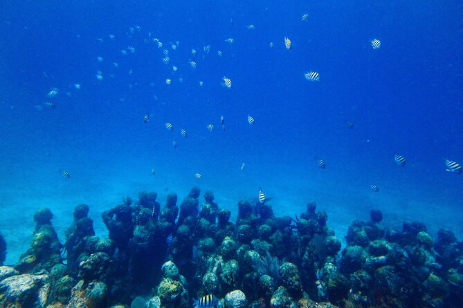 SPECIAL! Snorkel at MUSA - The Underwater Museum Reservation - Snorkel gear, equipment rental, and what to do if you show up unprepared