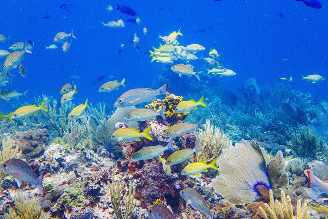 SPECIAL! Snorkel at MUSA - The Underwater Museum Reservation - Price and value: is $55 per person a fair deal?