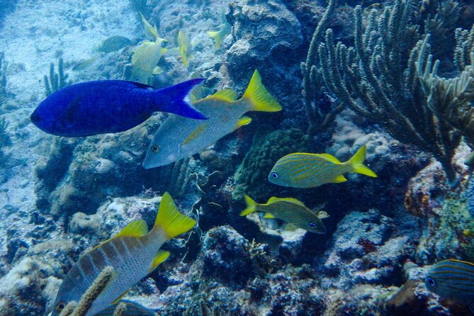 SPECIAL! Snorkel at MUSA - The Underwater Museum Reservation - Where you start in Isla Mujeres and how the trip runs