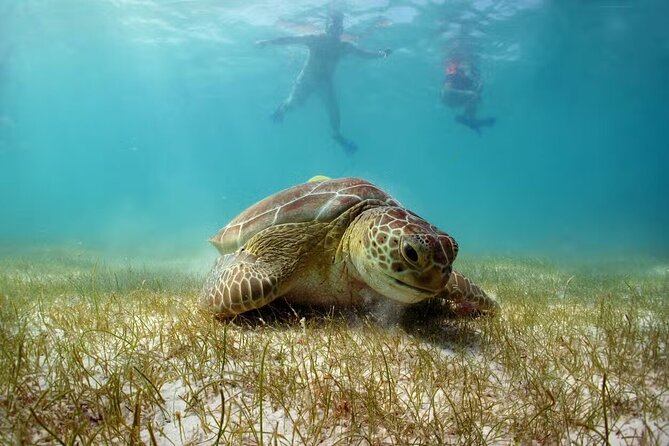Swim with Turtles in Akumal, Cenote and Tulum Ruins Tour - Key highlights