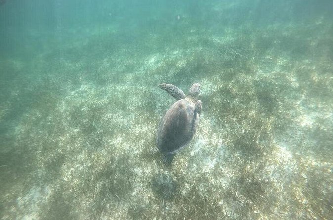 Swim with Turtles in Akumal, Cenote and Tulum Ruins Tour - Tulum ruins with Caribbean views: the part that turns into real context