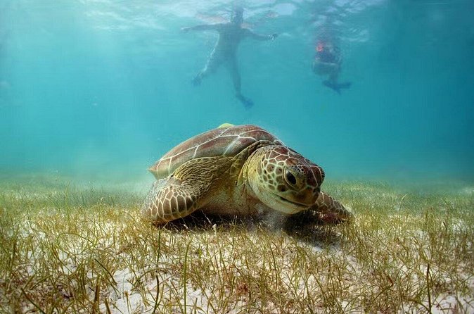 Swim with Turtles in Akumal, Cenote and Tulum Ruins Tour - Food and drinks: the included buffet is more useful than you think
