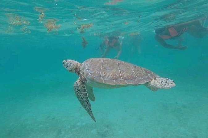 Swim with turtles + snorkelling + archaeological zone of Tulúm + cenote - Gran Cenote: the refreshing swim and why the walk matters