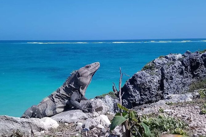 Swim with turtles + snorkelling + archaeological zone of Tulúm + cenote - Lunch and the “included food” reality check