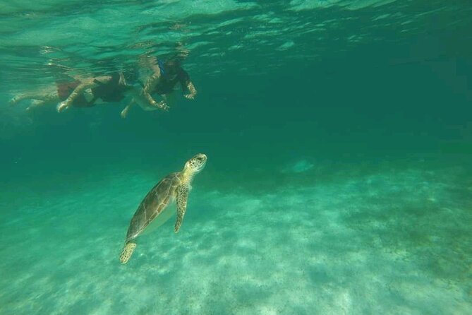 Swim with turtles + snorkelling + archaeological zone of Tulúm + cenote - The magic of a proper turtle guide, not just a driver