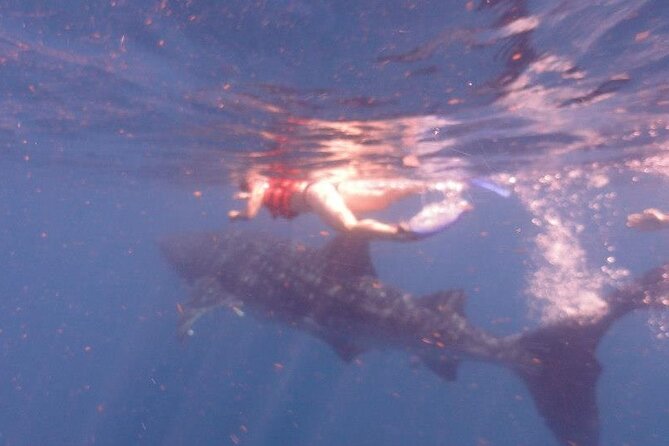 Swim with Whale Shark from Isla Mujeres and Cancun - A half-day plan that feels focused, not chaotic