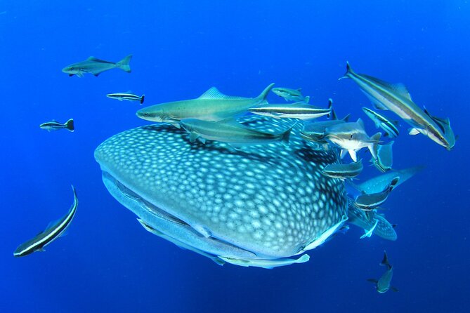 Swim with Whale Shark from Isla Mujeres and Cancun - Getting to the whale shark area: search, sighting, then the swim window