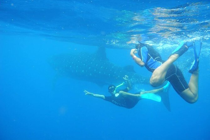 Swim with Whale Shark from Isla Mujeres and Cancun - What the actual swim feels like, and what to expect in the water