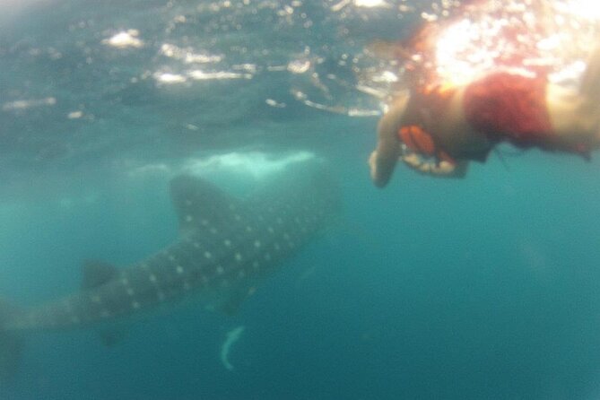 Swim with Whale Shark from Isla Mujeres and Cancun - Snorkeling at a coral reef stop on the way back