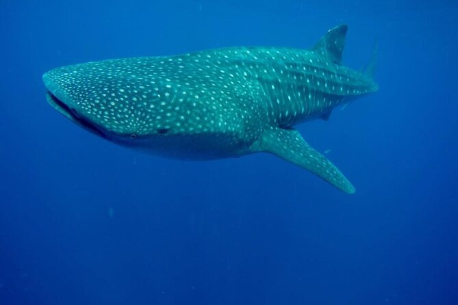 Swim with Whale Shark from Isla Mujeres and Cancun - The boat ride food, drinks, and the choppy-sea reality check