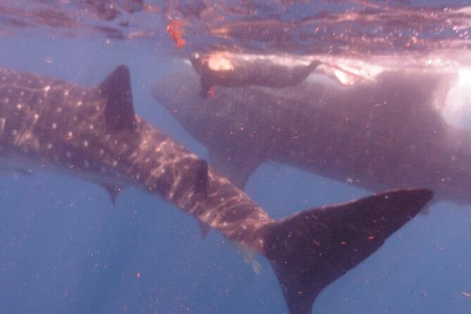 Swim with Whale Shark from Isla Mujeres and Cancun - Lunch and the North Beach finish with El Capitan ceviche