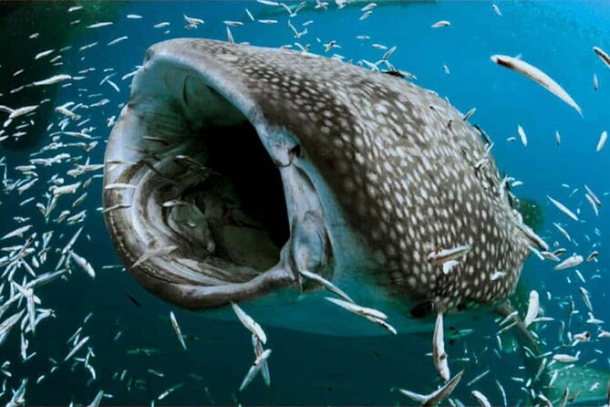 Swim with Whale Shark from Isla Mujeres and Cancun - Price, value, and the extra costs you must plan for