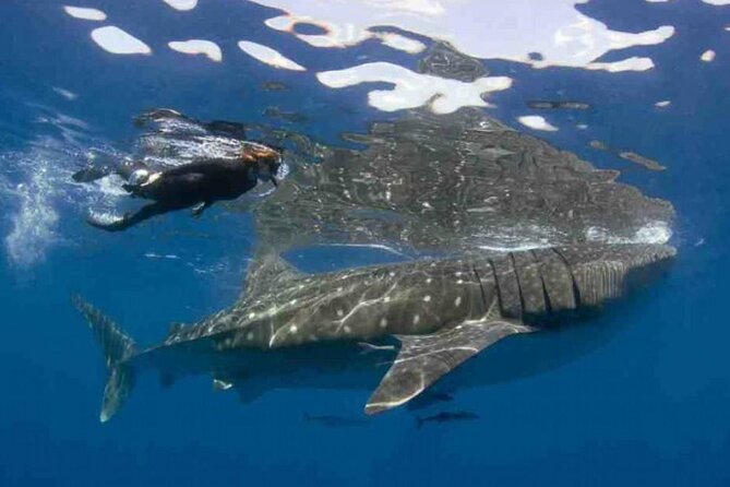 Swim with Whale Shark from Isla Mujeres and Cancun - Check-in breakfast, then straight to the boat